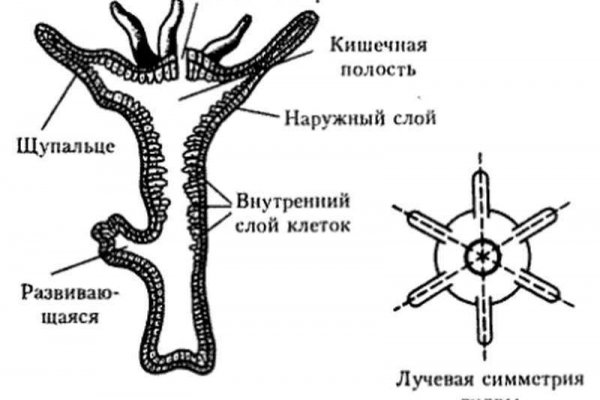 Кракен как войти через тор